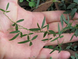 Imagem de Glycine microphylla Tindale