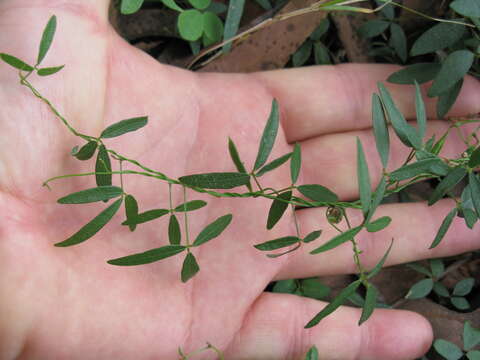 Image of Small-leaf glycine