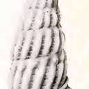 Image of Cymatosyrinx arbela (Dall 1919)