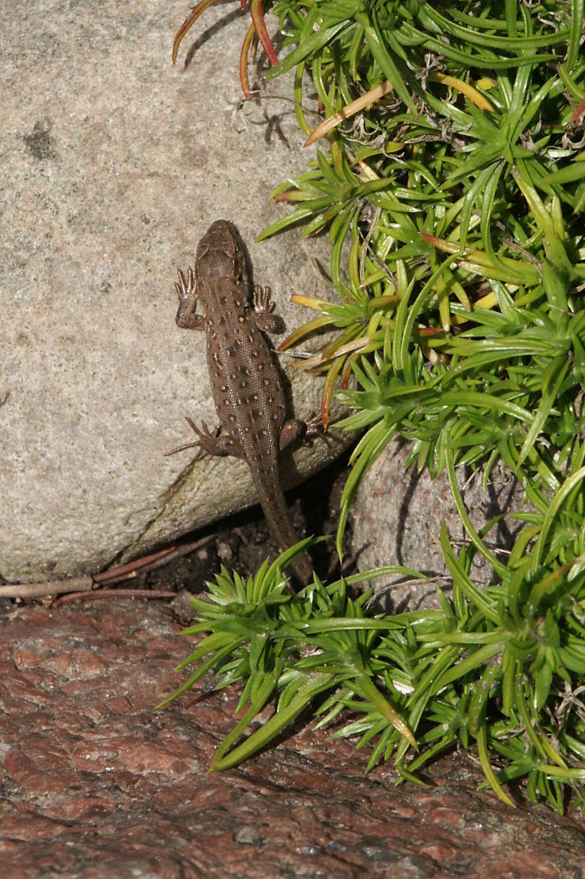 Image of Sand Lizard