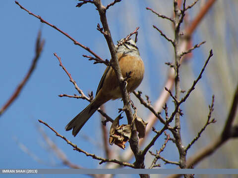 Image of European Rock Bunting