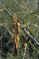 Image of Wild green-hair tree