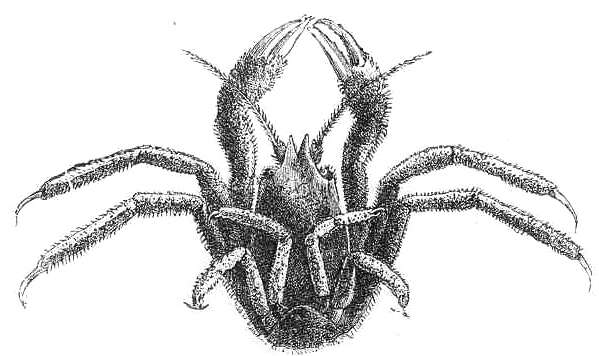 Imagem de Homolodromiidae Alcock 1899