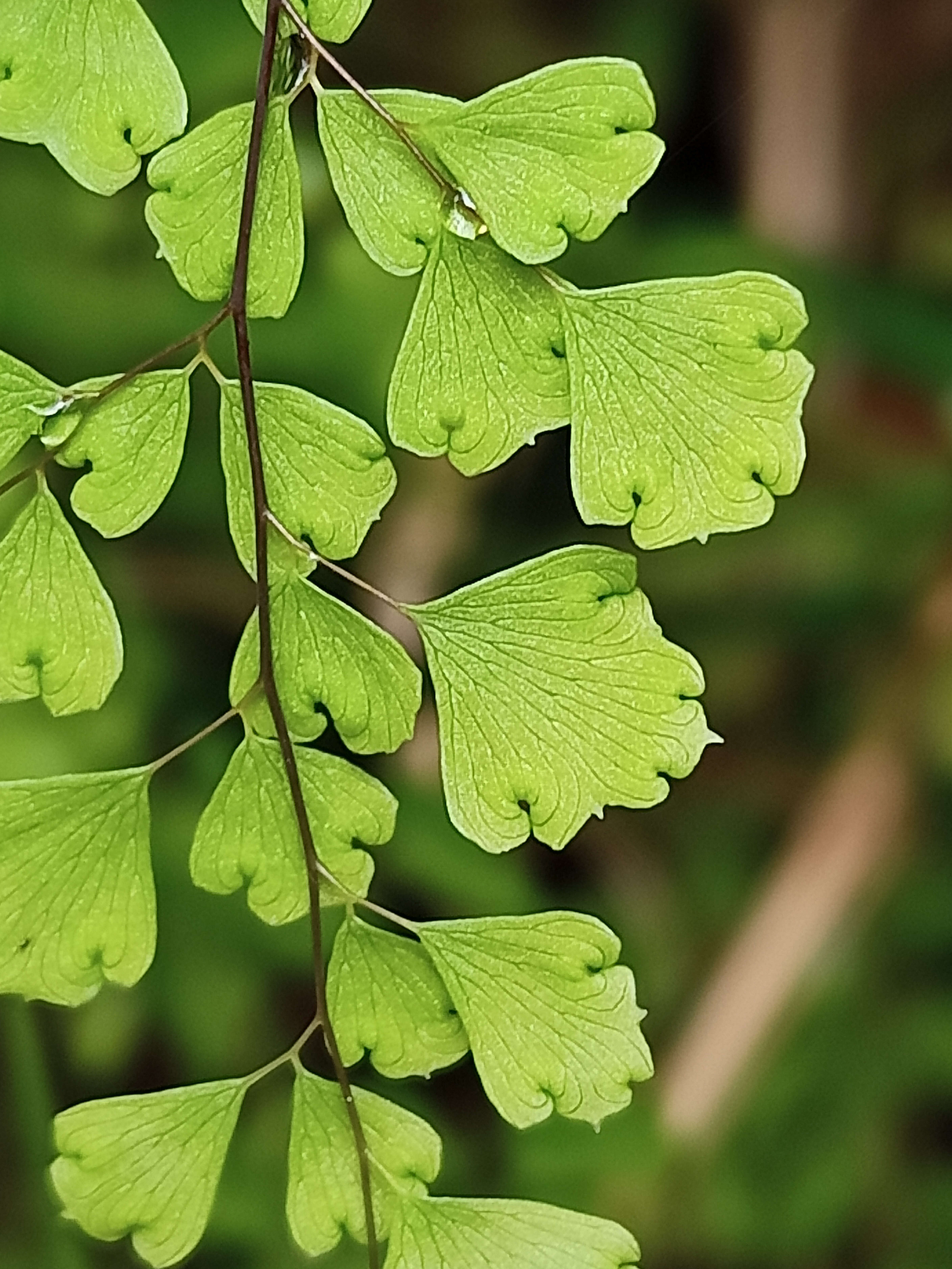 Image of Adiantum aethiopicum L.