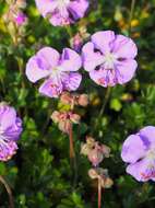 Image of Dalmatian Cranesbill