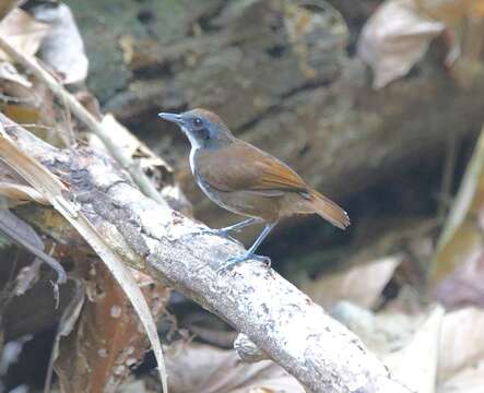 Image of Bicolored Antbird