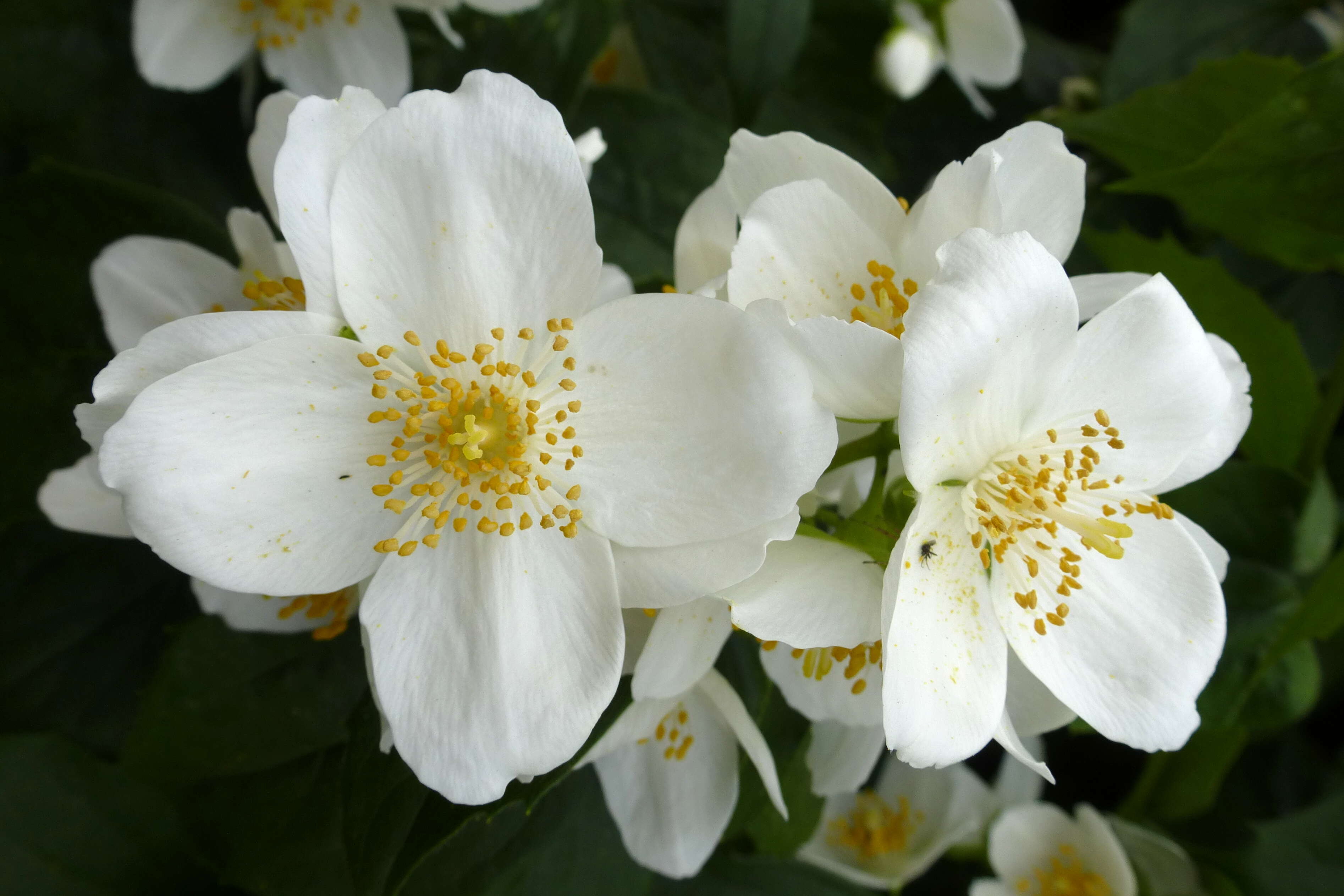 Plancia ëd Philadelphus coronarius L.