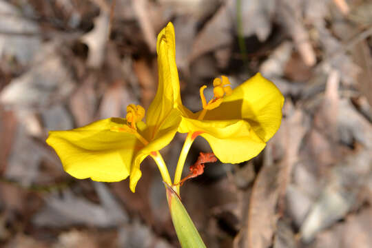 Imagem de Patersonia umbrosa Endl.