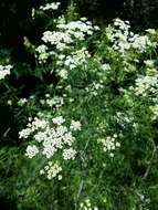 Image of bulbous chervil