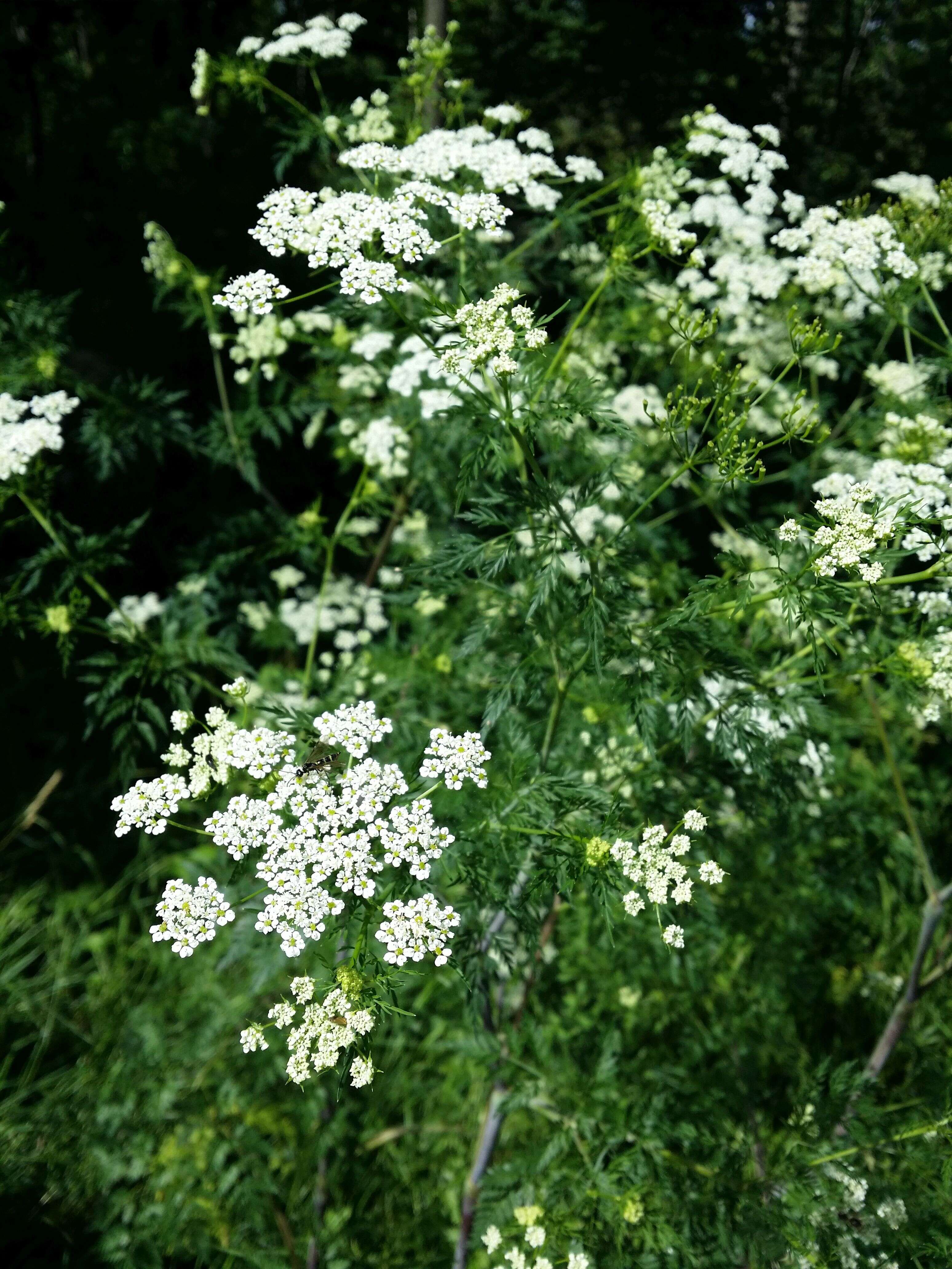 Image of bulbous chervil