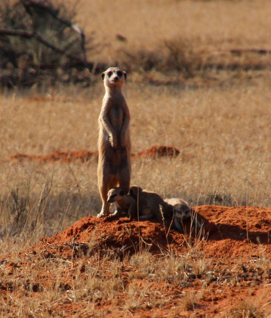 Suricata Desmarest 1804 resmi