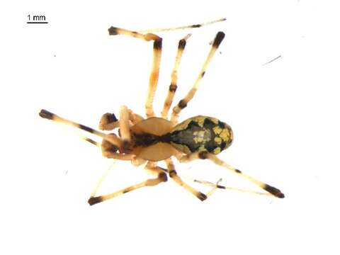 Image of Theridion albidum Banks 1895