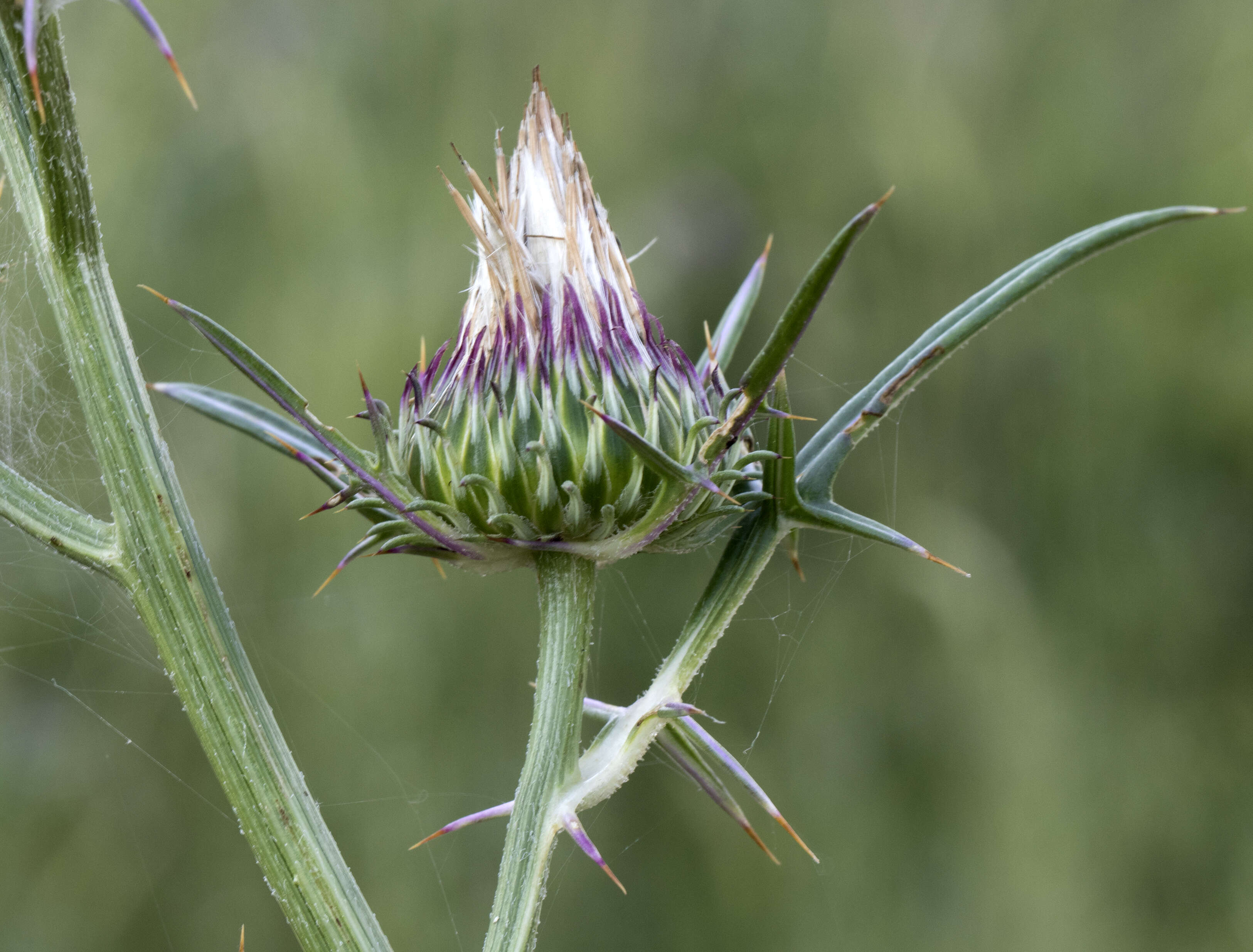 Image of Notobasis syriaca (L.) Cass.