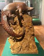 Image de Grand pangolin de l'Inde