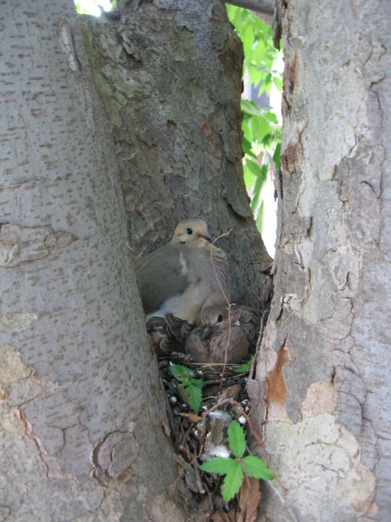 Image of American Mourning Dove