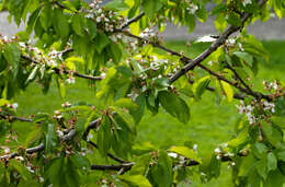 Plancia ëd Prunus cerasus L.