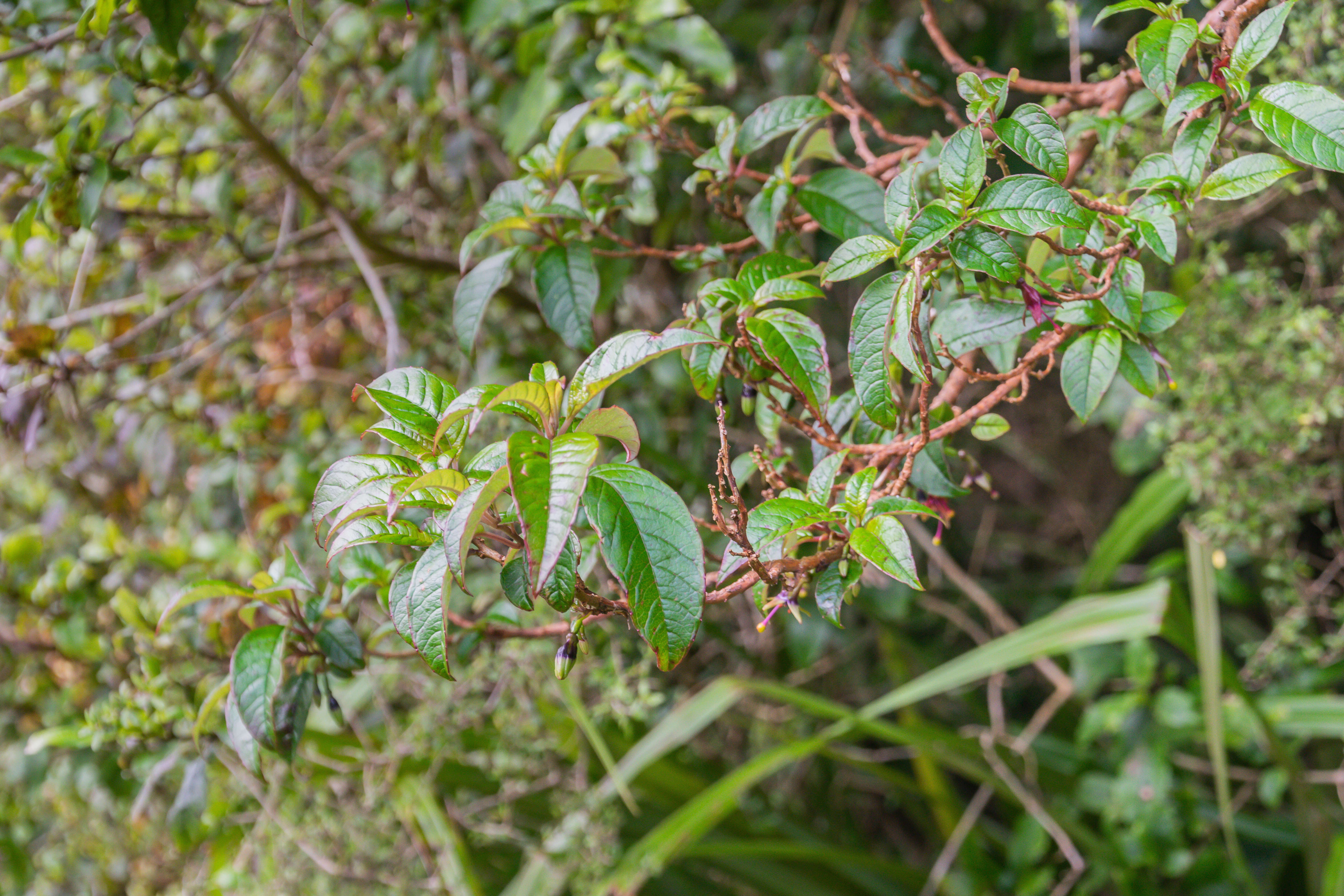 Image of New Zealand fuchsia