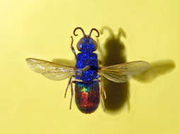 Image of Chrysis comparata