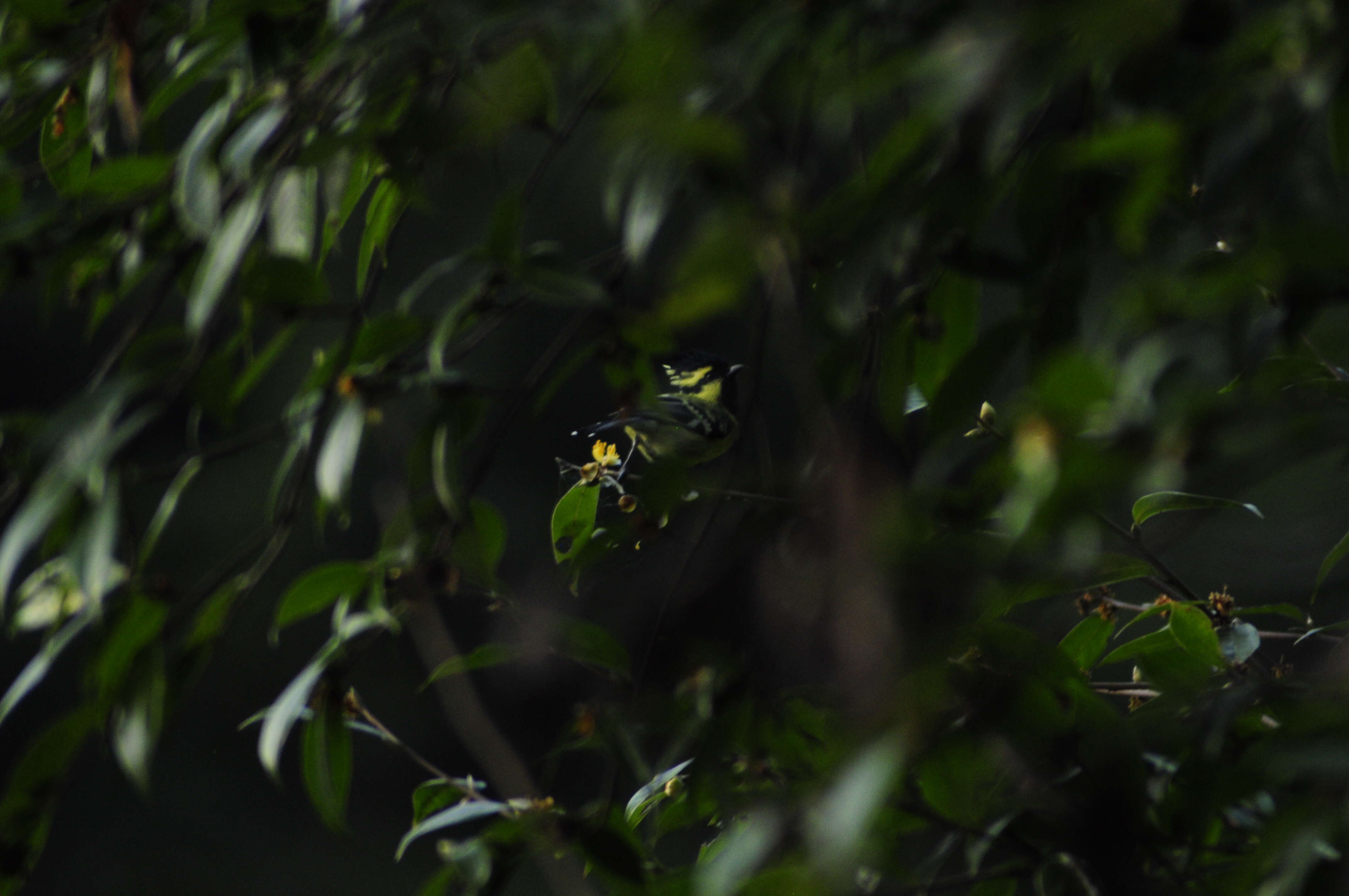 Image of Black-lored Tit