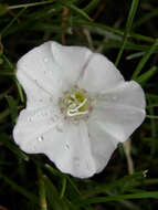 Image of Field Bindweed