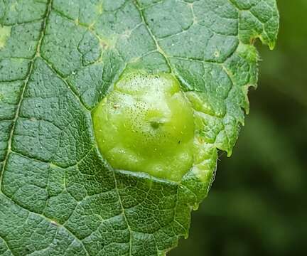 Image of Hackberry Psyllids