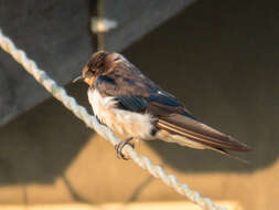 Image of Hirundo Linnaeus 1758