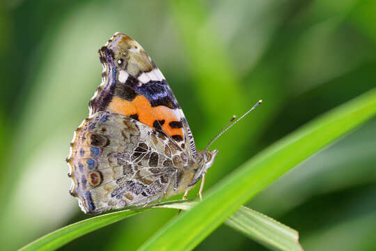 Image of Asian Admiral