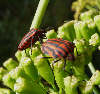 Image of <i>Graphosoma italicum</i>