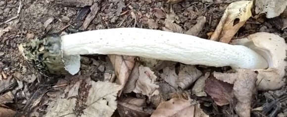 Image of Stinkhorn