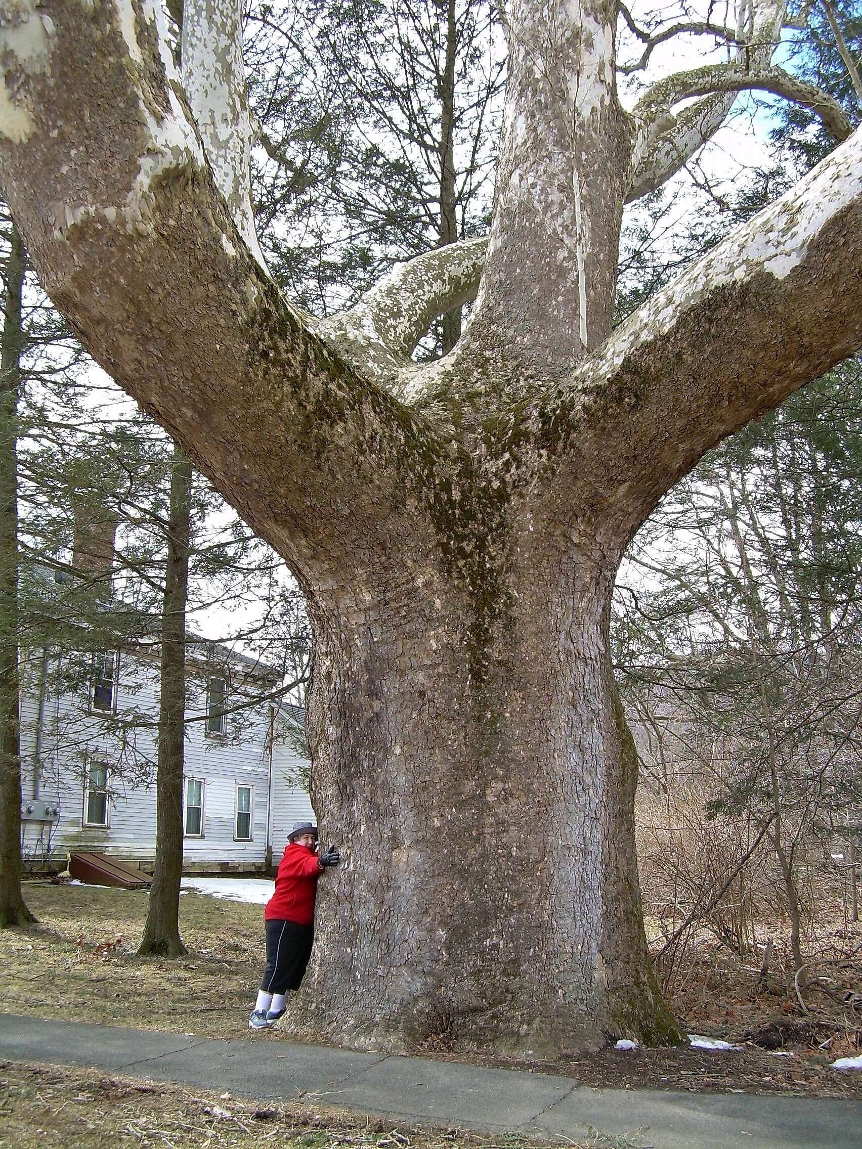 Image of American sycamore