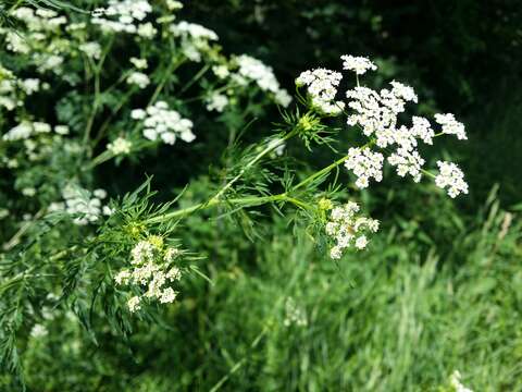 Image of bulbous chervil