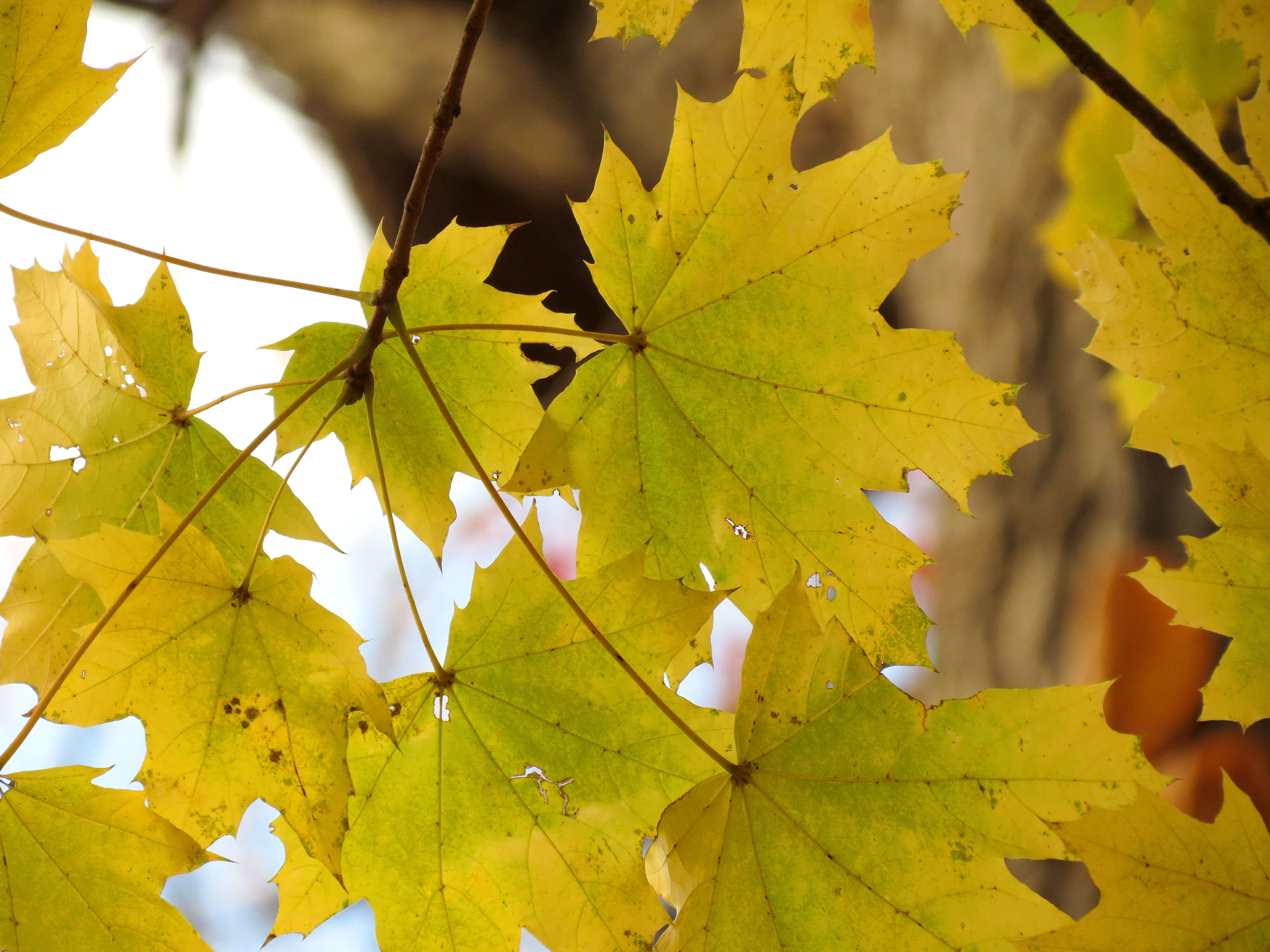 Image of Norway Maple