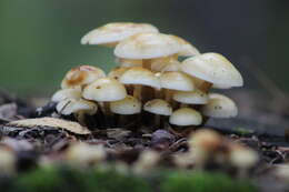 Plancia ëd Flammulina velutipes (Curtis) Singer 1951