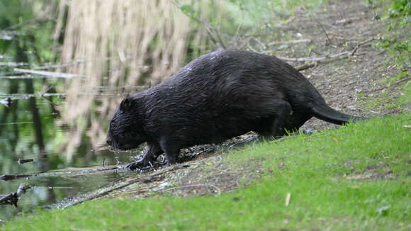 Image of European beaver