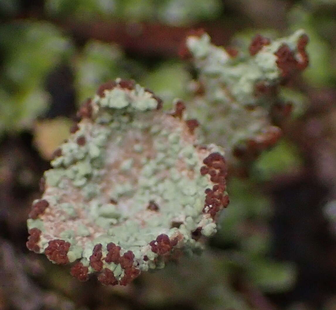 Image of cup lichen
