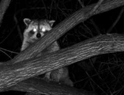 Image of raccoons