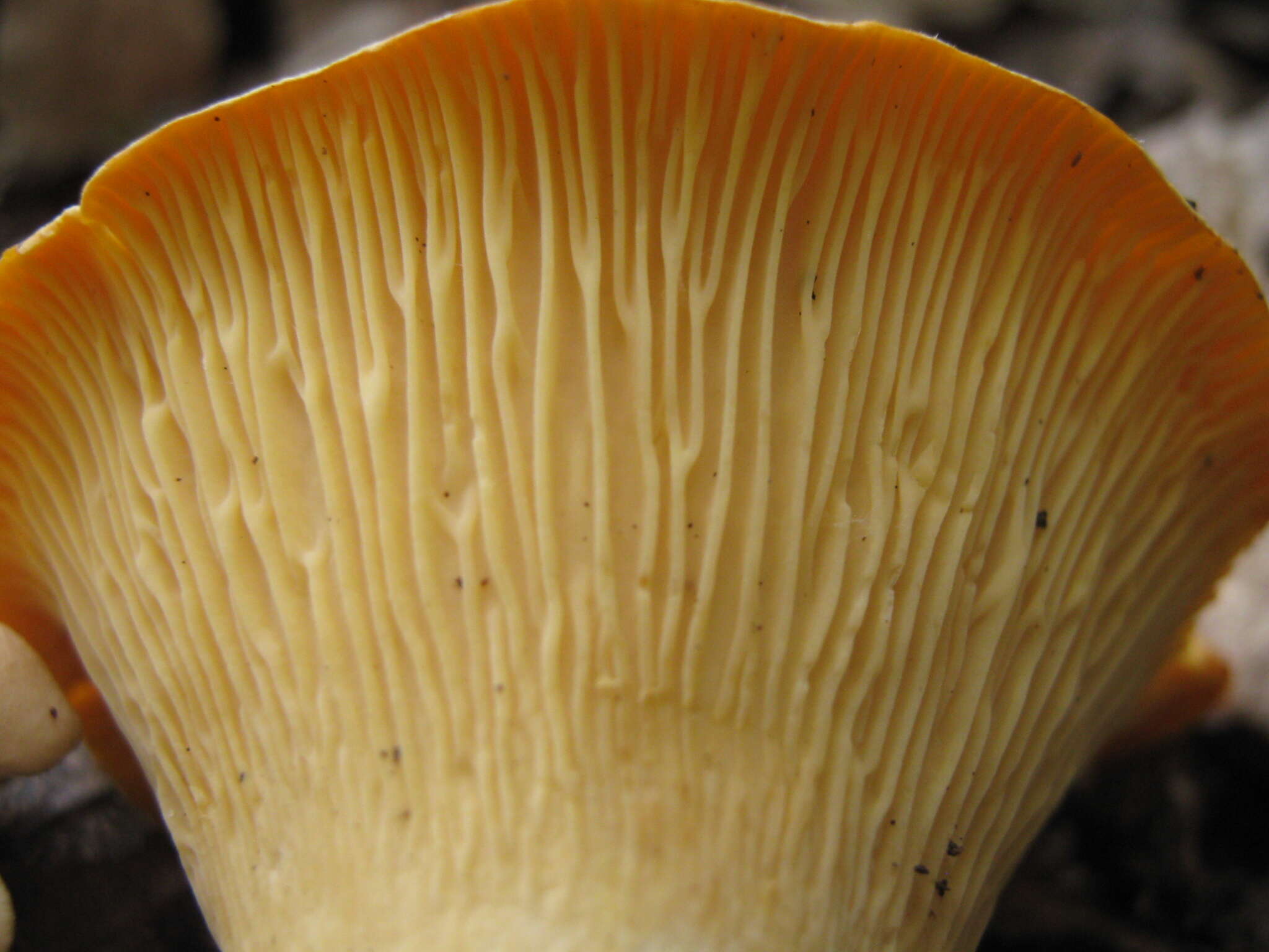 Image of Chanterelle