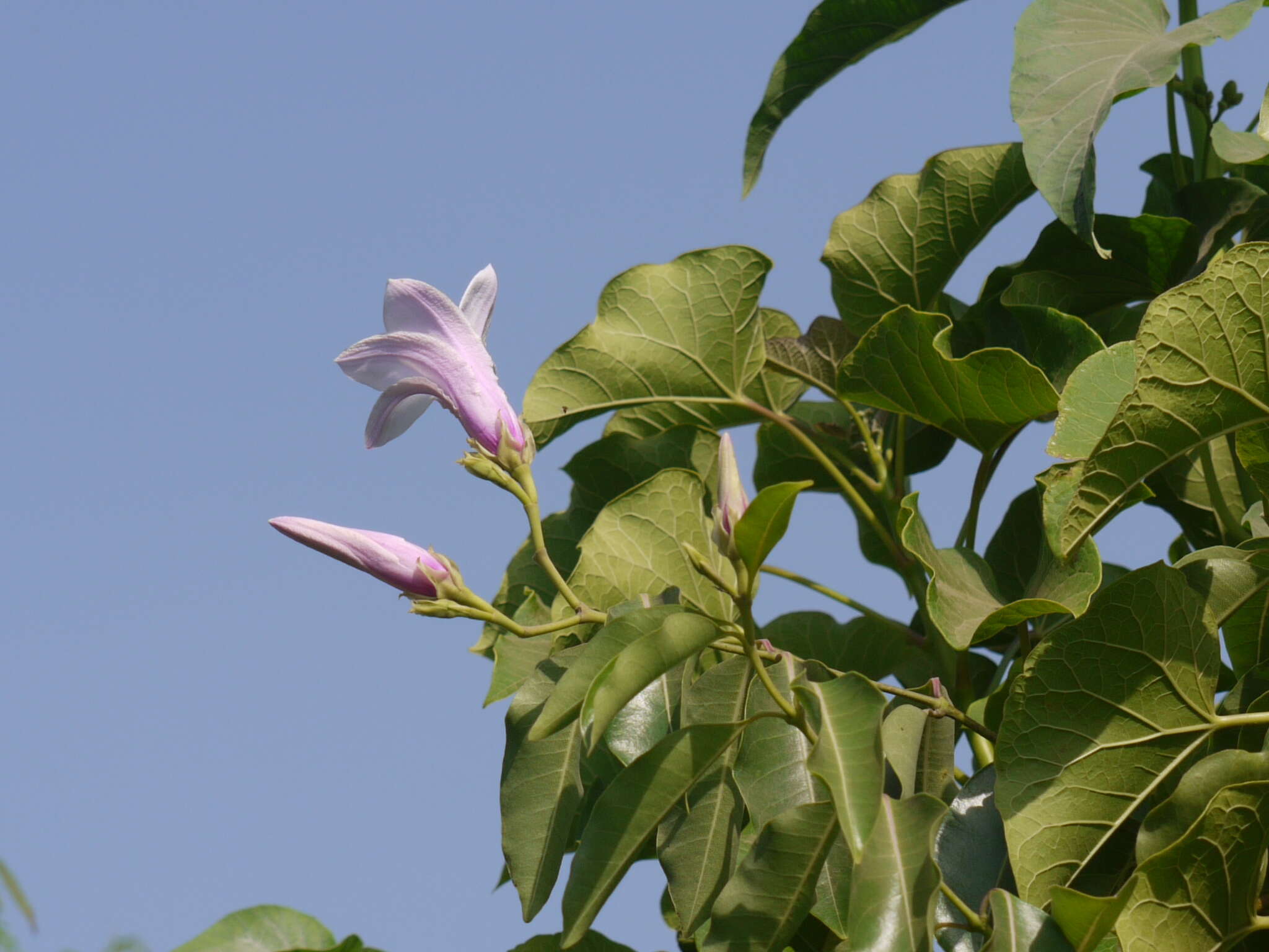 Image of Palay rubbervine