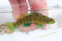 Image of Greenside Darter