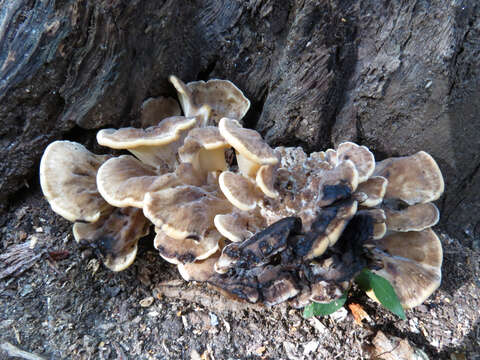 Image de Polypore de Sumstine