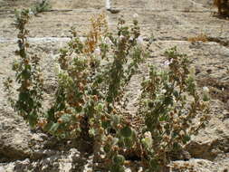 Image of Antirrhinum hispanicum Chav.