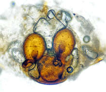 Image of Theridion varians Hahn 1833