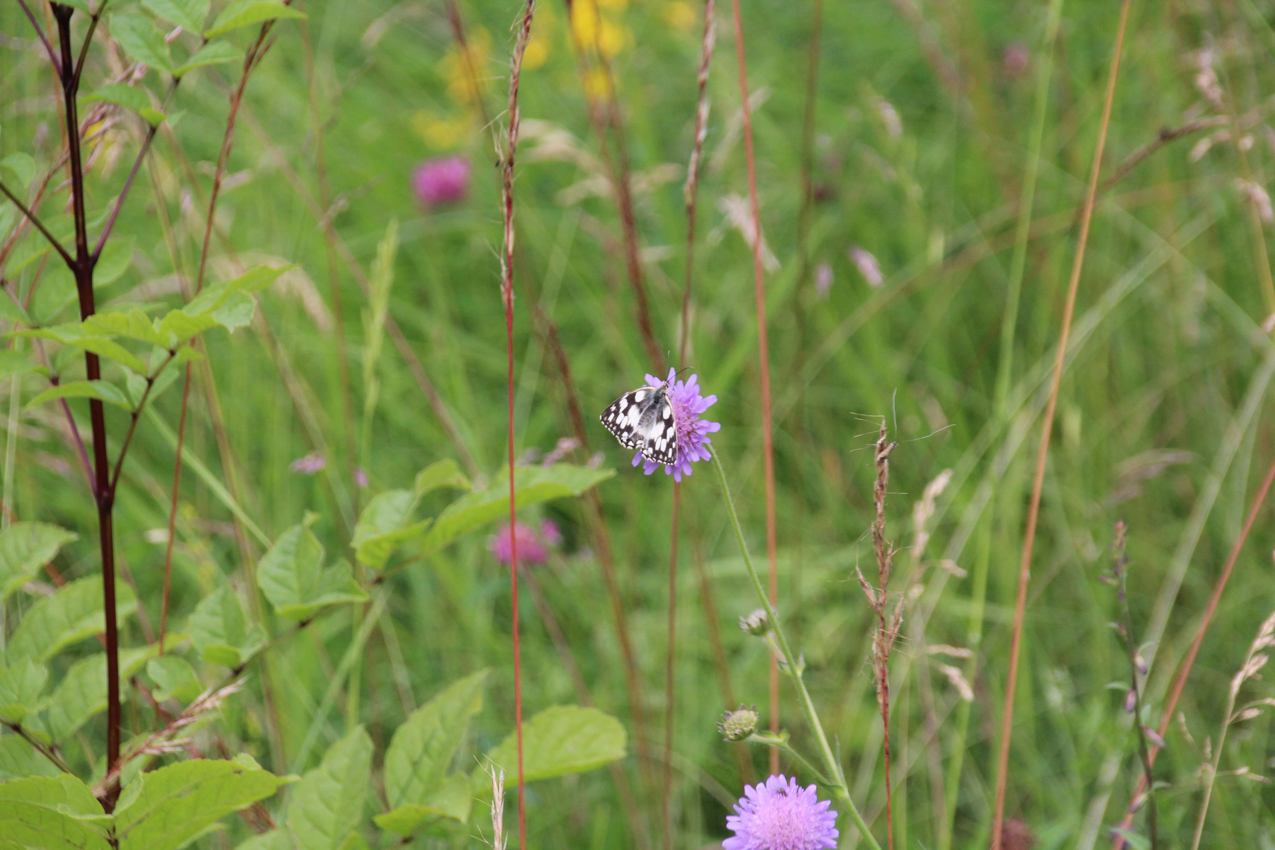 Слика од Knautia arvensis (L.) Coulter