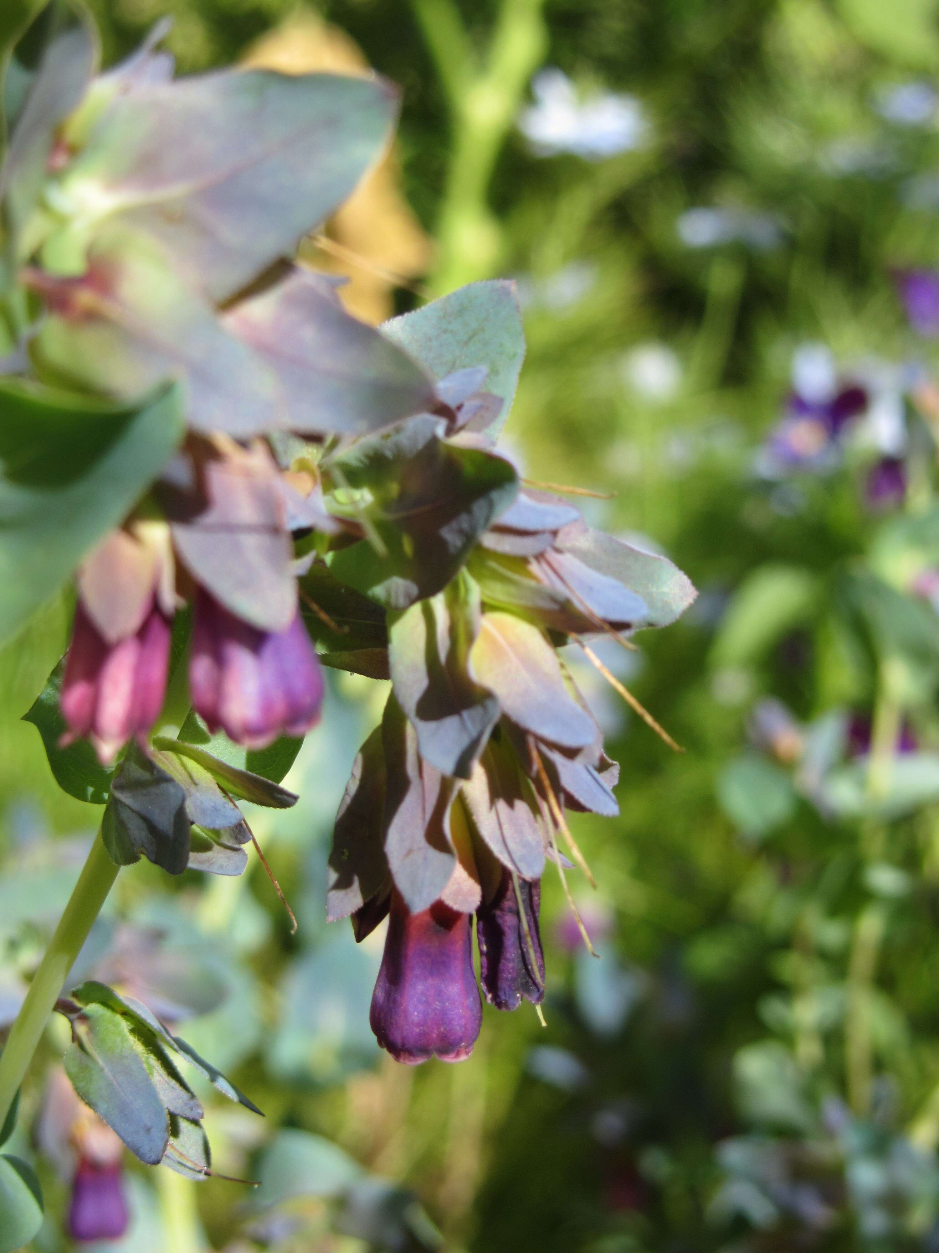 Image of honeywort