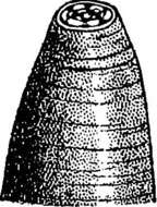 Sivun Dioctophyme renale (Goetze 1782) kuva