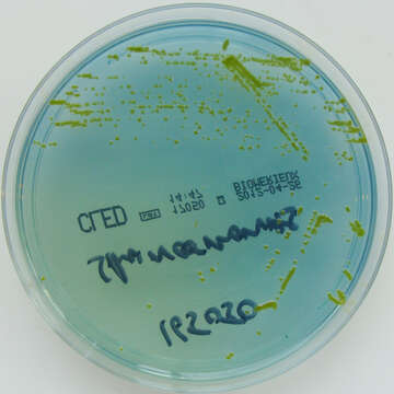 Sphingomonas paucimobilis resmi