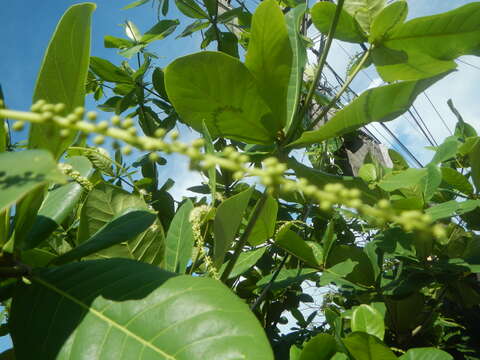 Image of tropical-almond