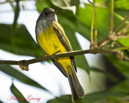 Image of Canary-flycatcher