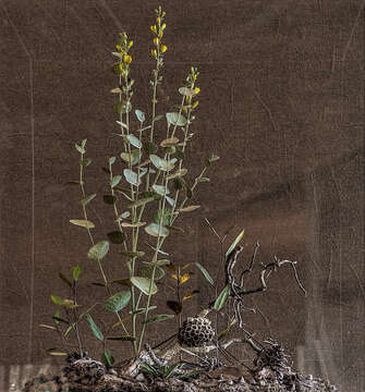 Слика од Baptisia arachnifera W. H. Duncan