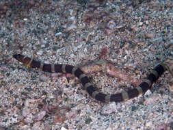 Image of Napoleon snake eel